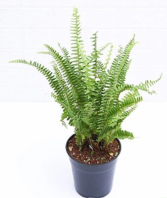 Boston fern Golden