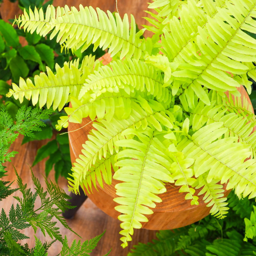 Boston Fern