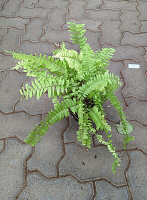 Boston fern Golden