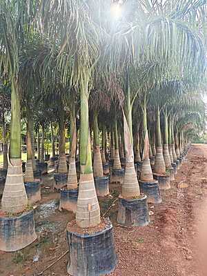 Bottle Palms