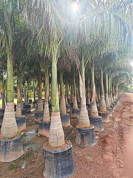 Bottle Palms