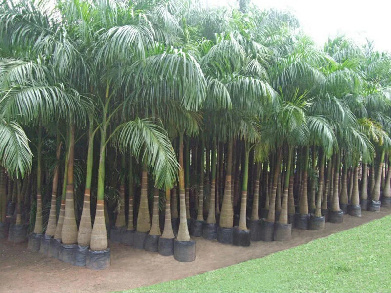 Bottle Palms