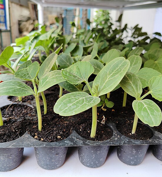 Bottle gourd Long Seedlings 5 Nos