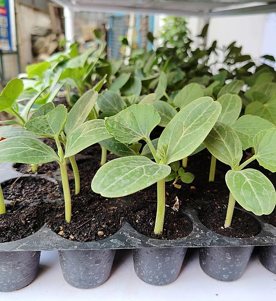 Bottle gourd Long Seedlings 5 Nos
