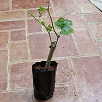 దొండ మొక్కలు Donda Plant Ivy Gourd