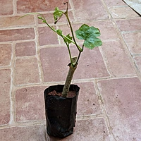 దొండ మొక్కలు Donda Plant Ivy Gourd