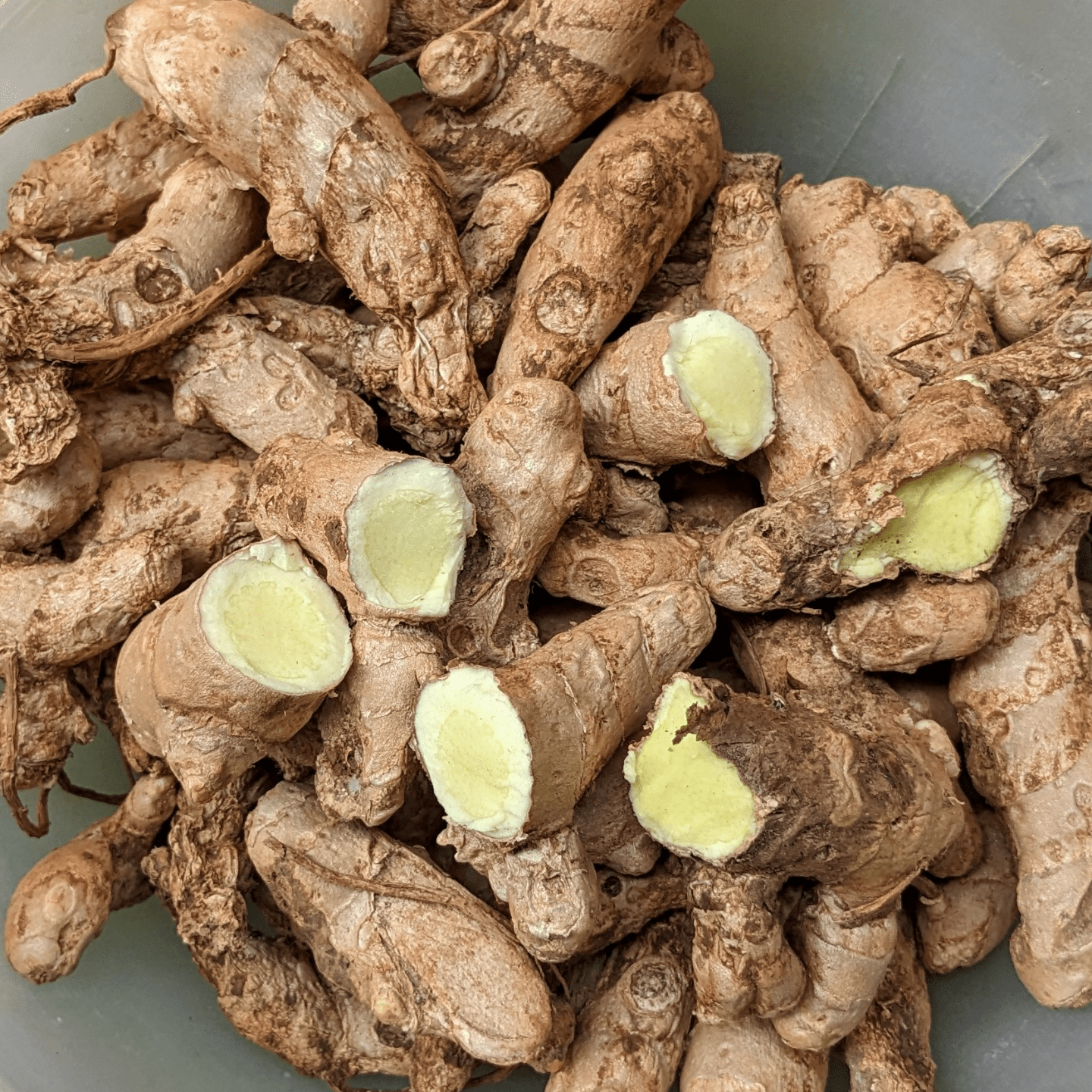 1KG Kasturi Turmeric seed Rhyzomes | Kasthuri Manjal | Aromatic Turmeric (Curcuma Aroamtica Salisb) Wild Turmeric Seeds (rhizomes)