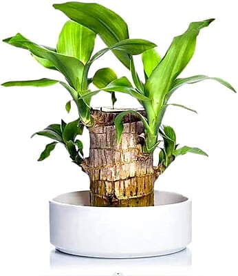 Citymali Brazilian Lucky wood Plants