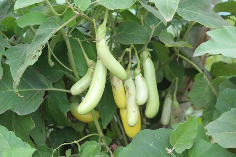 Mild—green long brinjals