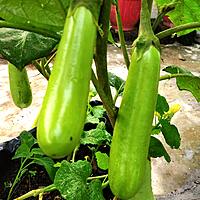 Mild—green long brinjals