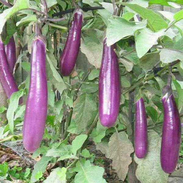Tender Brinjal (Purple)