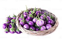 Purple round brinjals