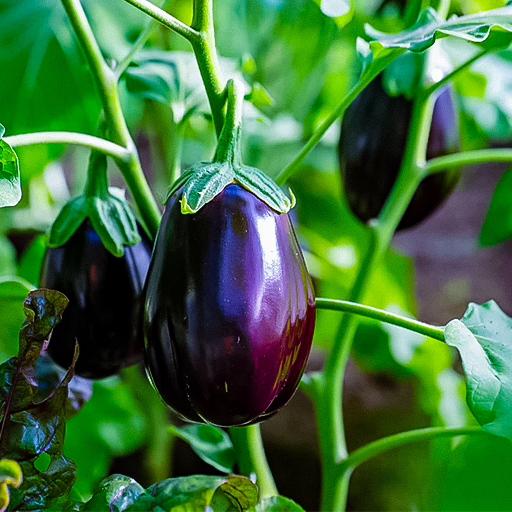 Brinjal Plant