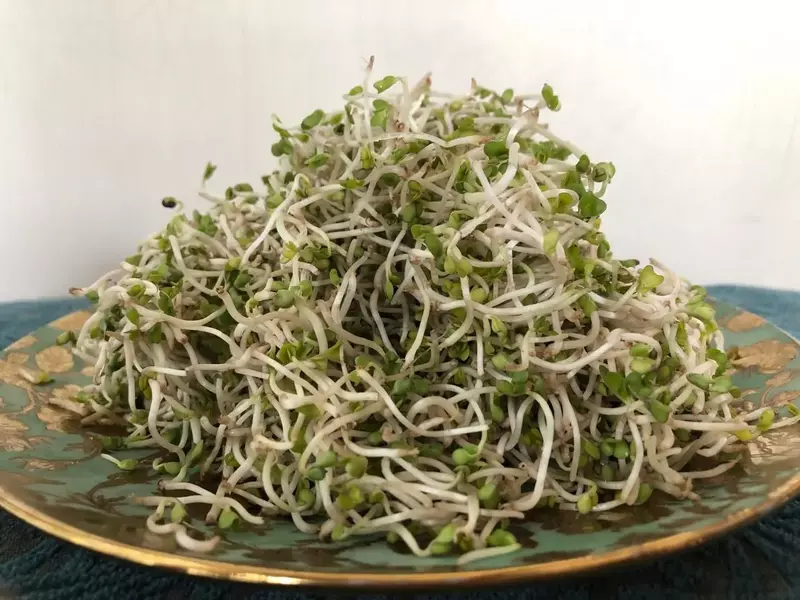 Broccoli Sprouts 20 gms - Love Green Life