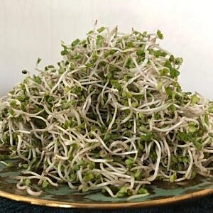 Organic Broccoli Sprouts 20 Gms