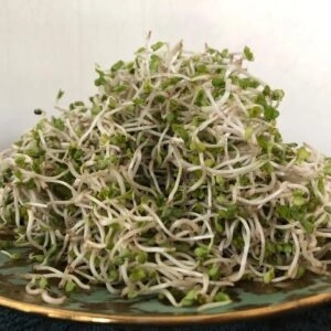 Organic Broccoli Sprouts 20 Gms
