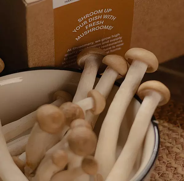 Brown Shimeji Mushrooms - Shroomery