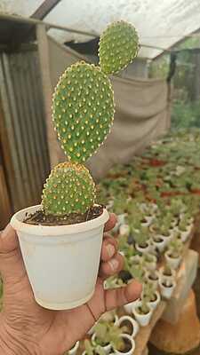 Bunny Ear Cactus