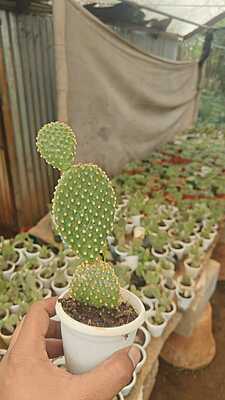 Bunny Ear Cactus Bunny Ear Cactus