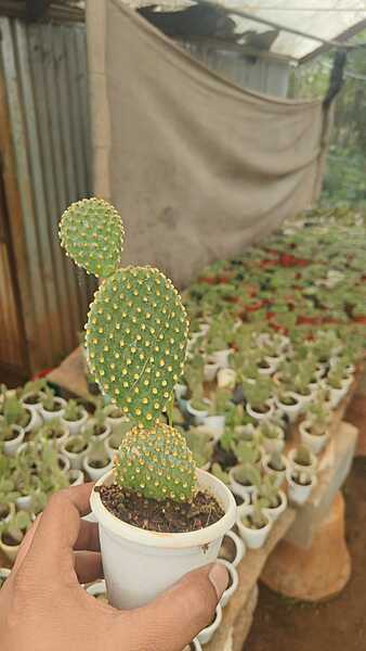 Bunny Ear Cactus