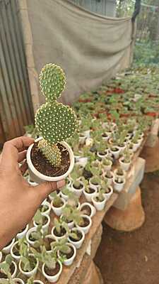 Bunny Ear Cactus