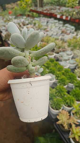 Burro’s Tail Burro’s Tail