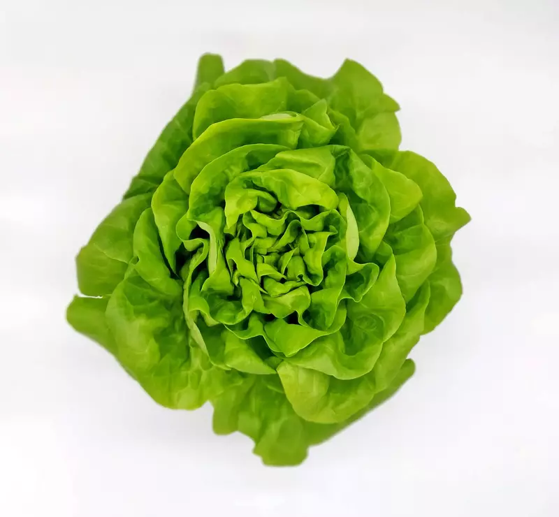 Butterhead Lettuce 250gms - IDRO Fresh