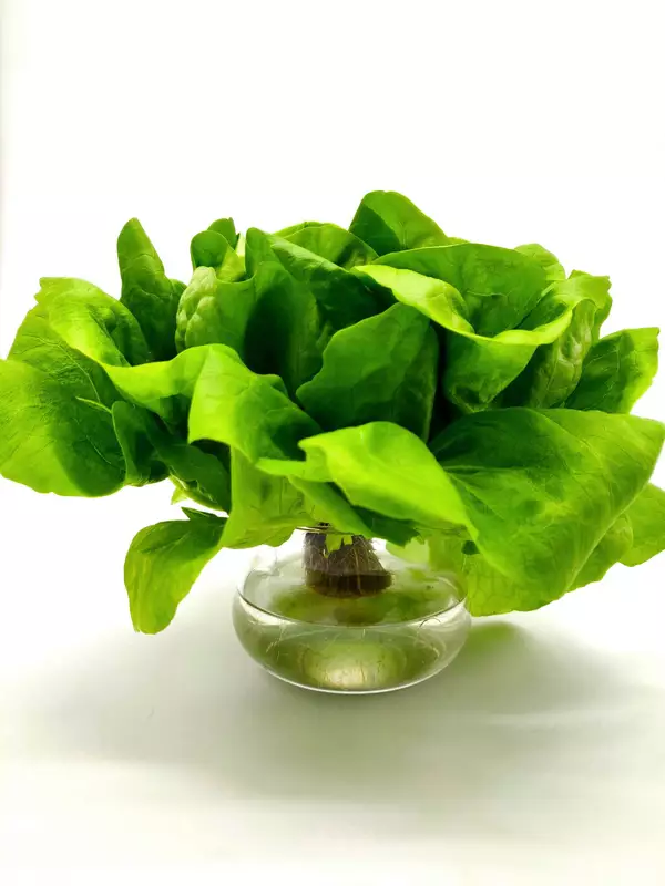 Hydroponic Butterhead Lettuce 250gms