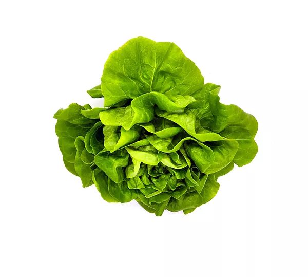 Hydroponic Butterhead Lettuce 250gms