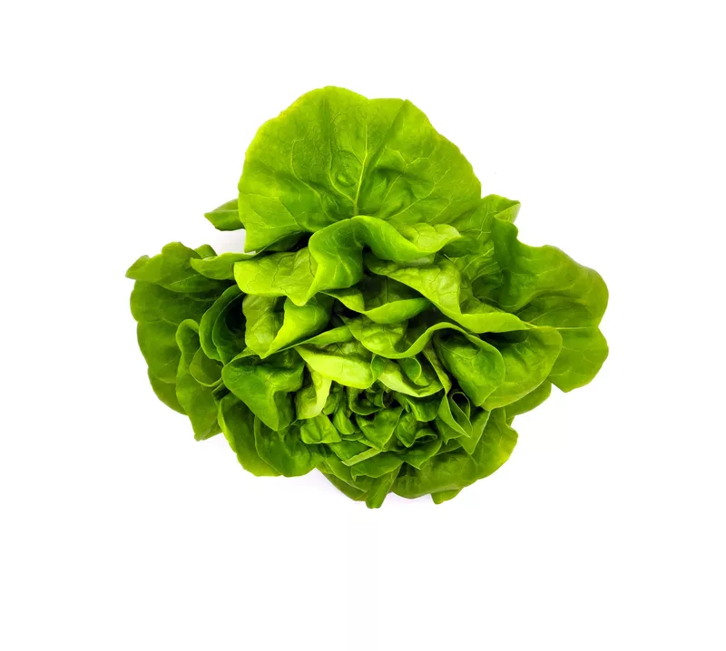 Hydroponic Butterhead Lettuce 250gms