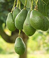 Butterfruit (Bulb Variety) – Sweet, Creamy & Farm-Fresh