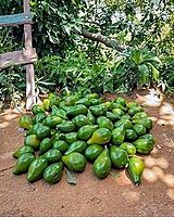 Butterfruit (Bulb Variety) – Sweet, Creamy & Farm-Fresh