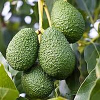 Butterfruit (Hass) – Creamy, Nutritious & Naturally Grown