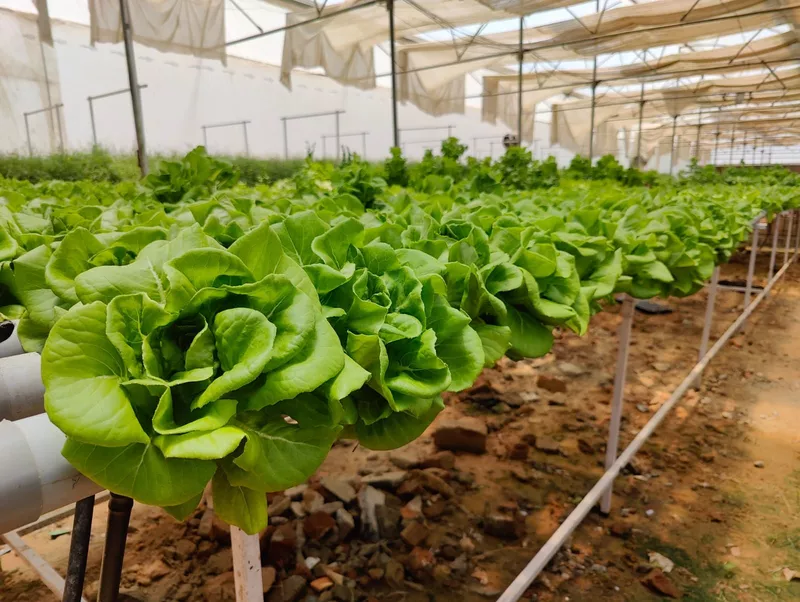 Hydroponic Butterhead Lettuce 250gms