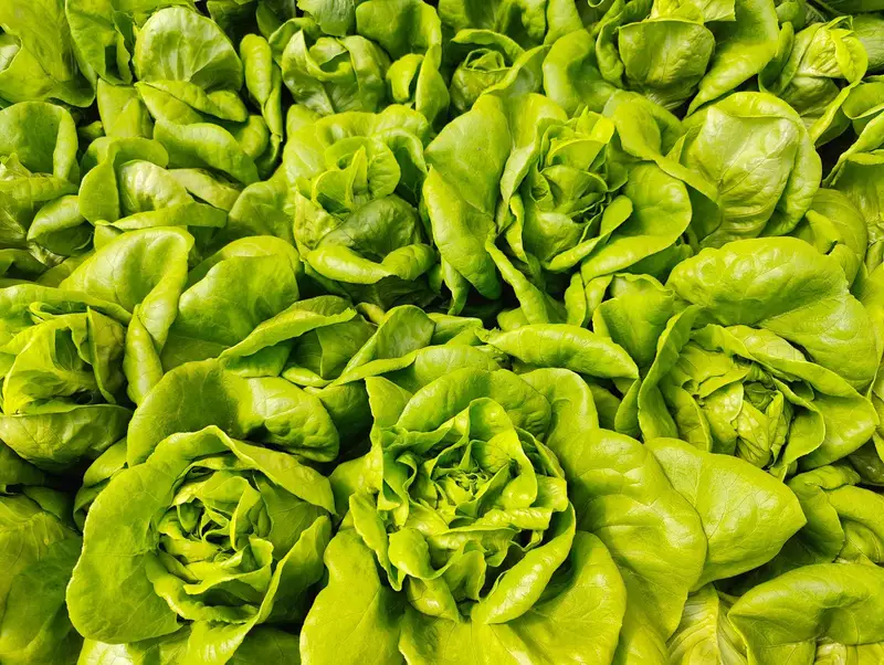 Hydroponic Butterhead Lettuce 250gms