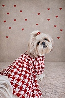Red & White Tweed Coat Dress