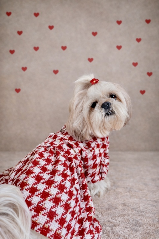 Red & White Tweed Coat Dress