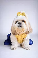 Golden Blue Party Dress