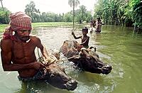 Livestock Evacuation & Transport Support