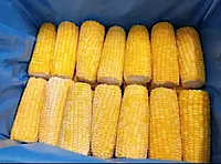Frozen Corn on Cob 14cm in Box of 48 Pcs