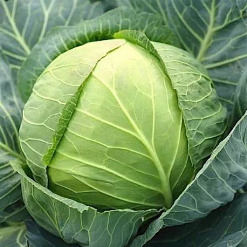 Cabbage క్యాబేజీ