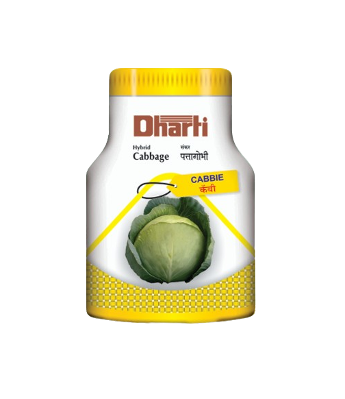 Hybrid Cabbage Cabbie by Dharti Seeds