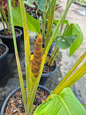 Cigar Calathea