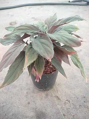 Calathea Rufibarba