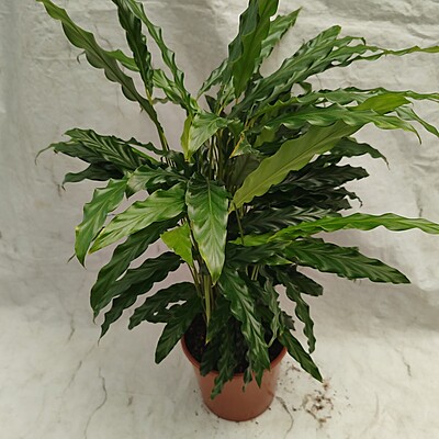 Calathea Rufibarba