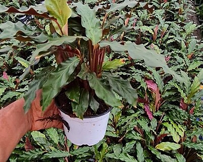 Calathea Rufibarba Calathea Rufibarba