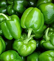Capsicum కాప్సికం