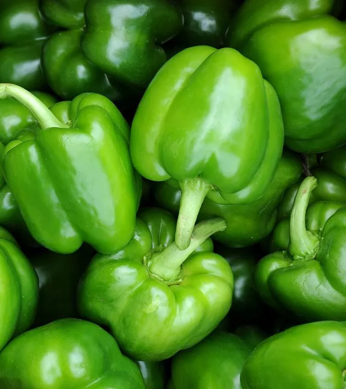 Capsicum కాప్సికం