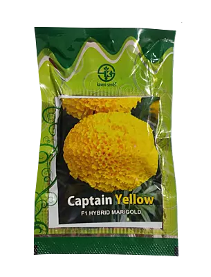 F1 Hybrid Marigold Captain Yellow by Kaveri Seed Company Limited
