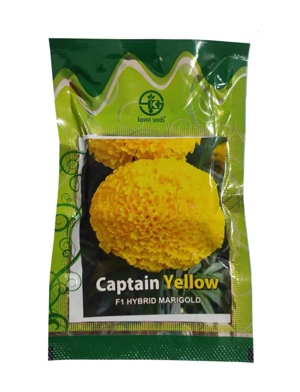 F1 Hybrid Marigold Captain Yellow by Kaveri Seed Company Limited